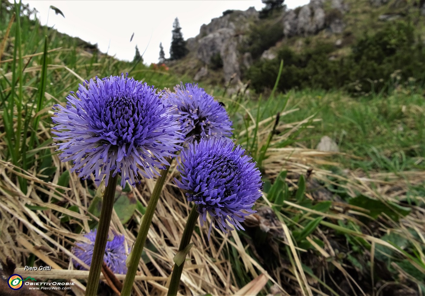 49 Vedovella alpina (Globularia nudicaulis).JPG